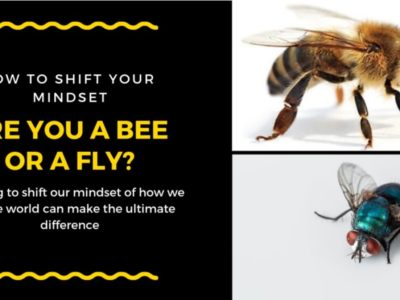 THE HOUSEFLY OR THE BEE ????